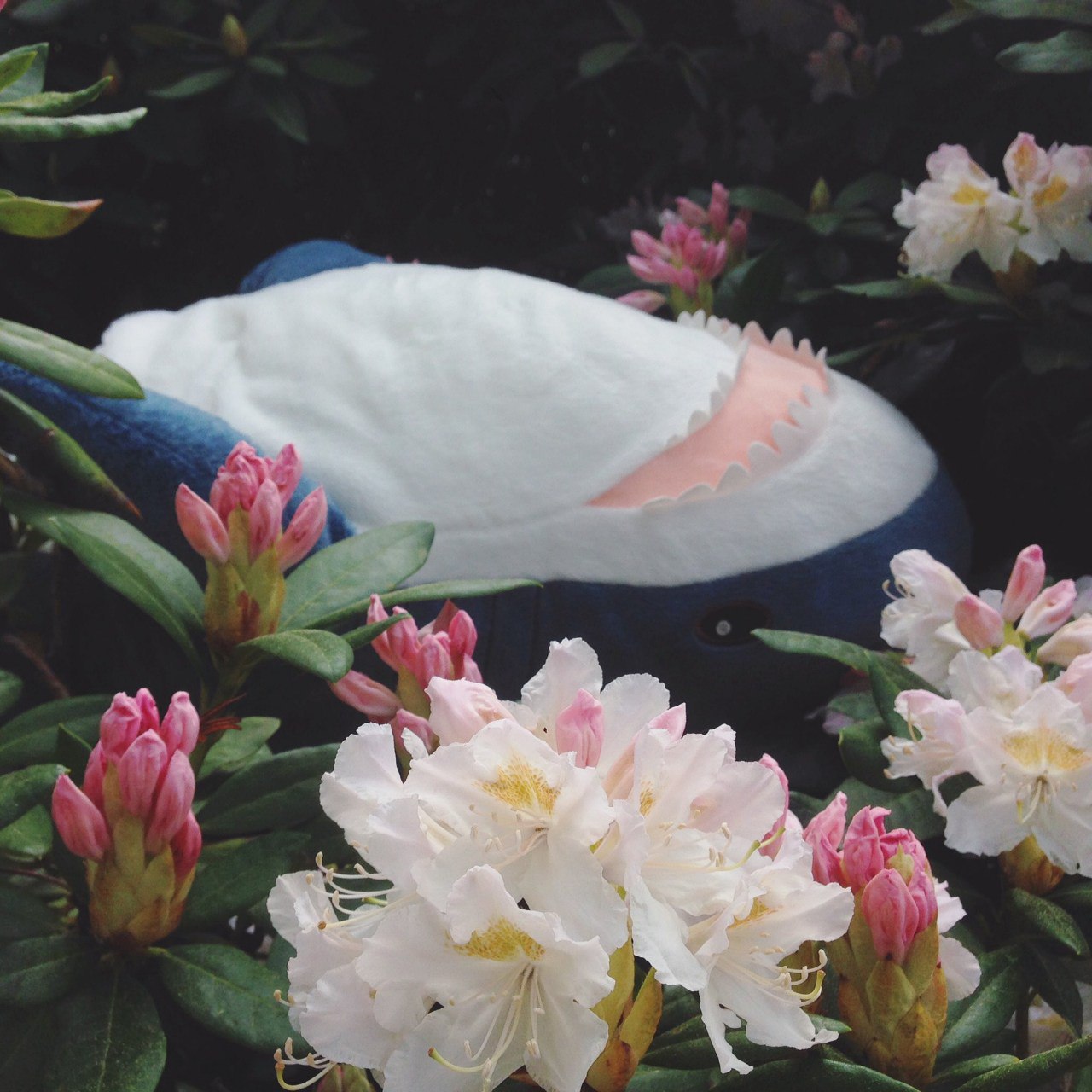 RMS Matthew Stallman